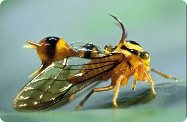 Бразильская горбатка- Bocydium globulare