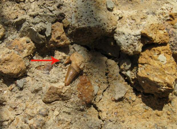 В Симферополе нашли зуб акулы