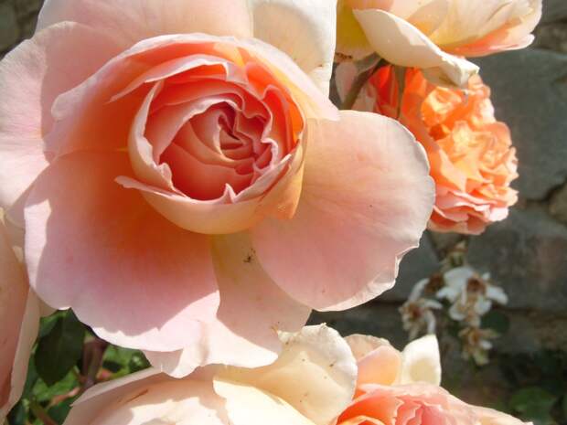 Abraham Darby