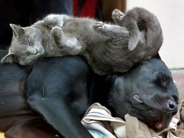 Кот и пёс  кот, кошка, пёс, собака