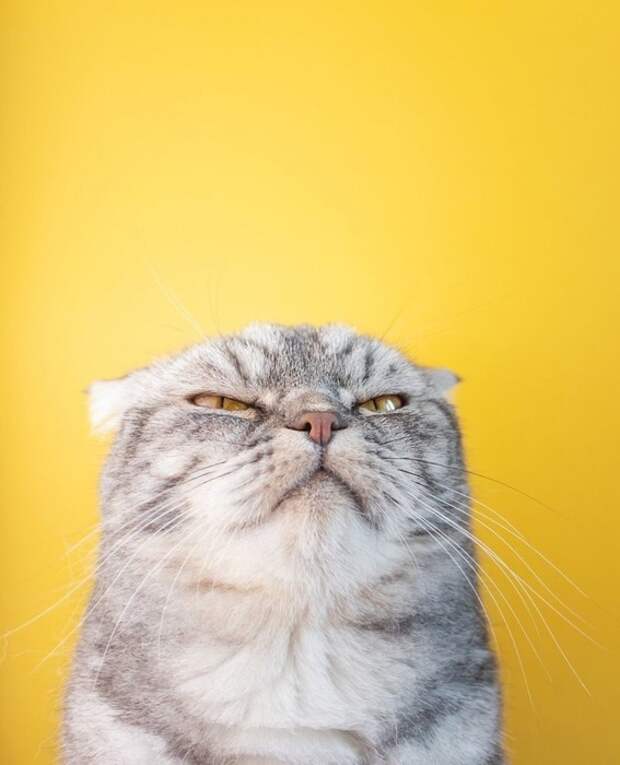 500px-123933377-691208941780175-4189075654709861129-n (567x700, 60Kb)