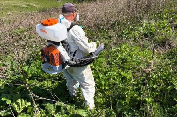 В Туле более 650 га обработали от борщевика Сосновского