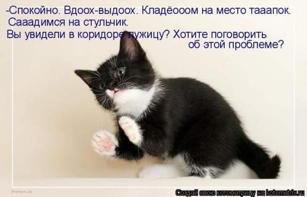 Котоматрица. Мысли вслух :)