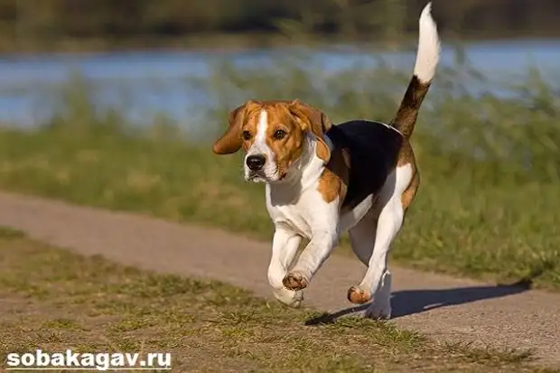 Бигль собака. Описание, особенности, уход и цена бигля