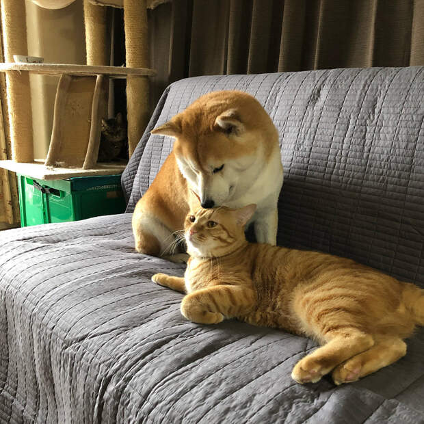 Без кота и жизнь не та