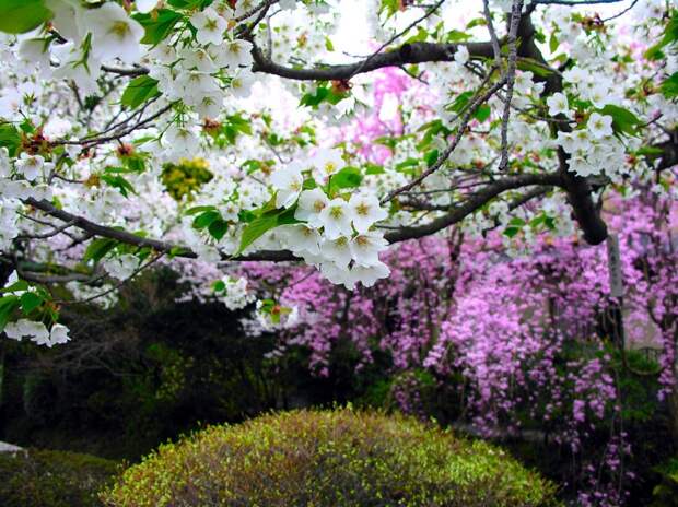 Ветка цветущей сакуры. Фото