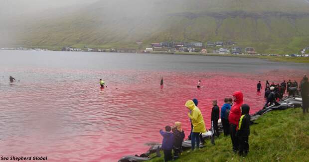 В Европе снова море крови: дикари-островитяне убивают дельфинов ради забавы