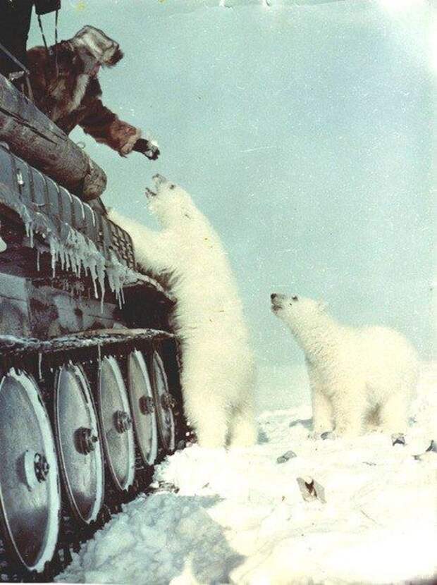 Как пограничники кормили медведей сгущёнкой, 1980-е