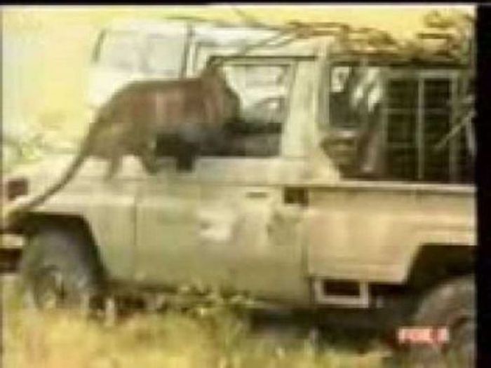Автомобили и животные (22 фото)