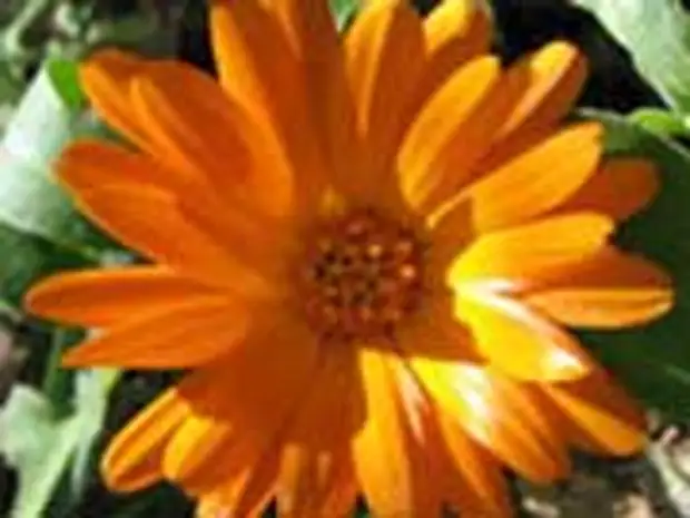 Календула (ноготки)