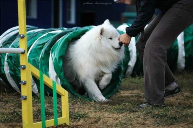 Взрослых собак дрессировать сложно, но можно. /Фото: dogsbaikal.ru