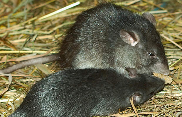 Черная крыса отличается от серой меньшими размерами.