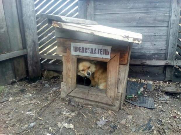Настоящие деревенские приколы