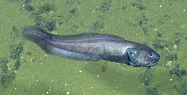 В мертвой зоне Калифорнийского залива ученые неожиданно нашли большое количество рыб (3 фото)