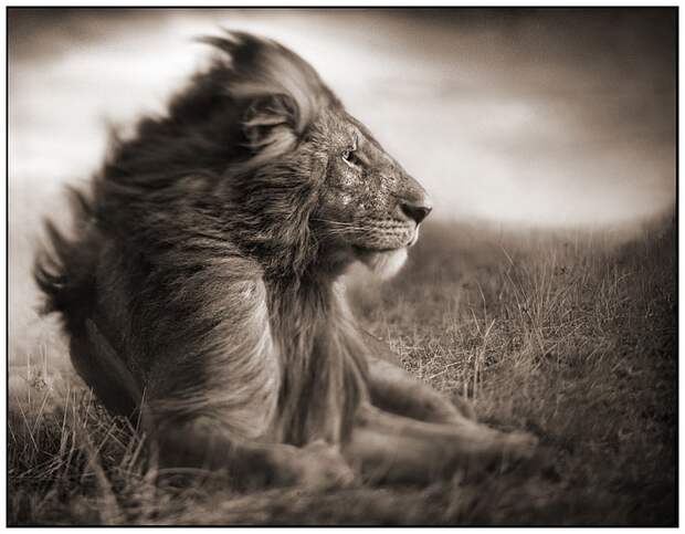 фотографии африки. Nick Brandt