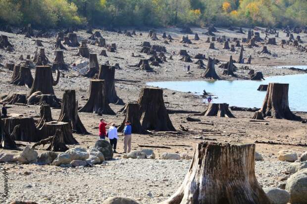 Пни деревьев, срубленных больше века назад. Озеро Ратлснейк, штат Вашингтон. | Фото: i-am-kupava.livejournal.com.