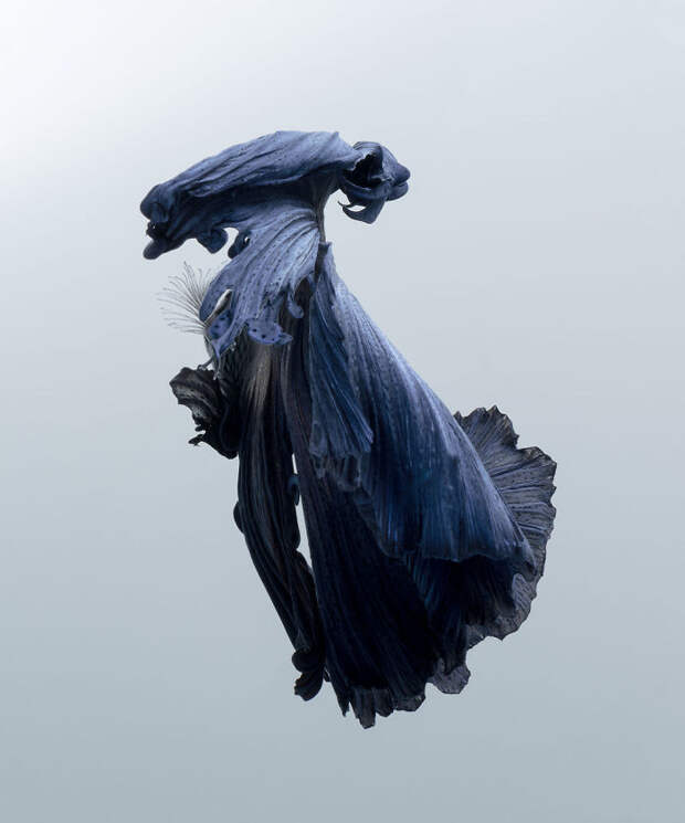 The Elegant And Fantastic Poses Of Aquarium Fish Captured By A Thai Photographer