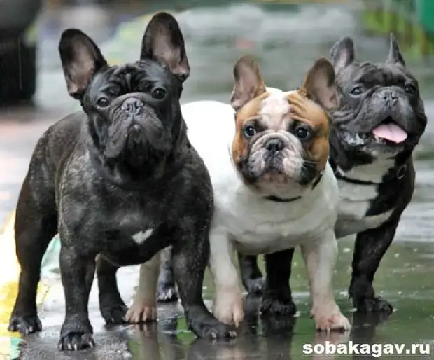 Французский бульдог собака. Описание, особенности, уход и цена французского бульдога