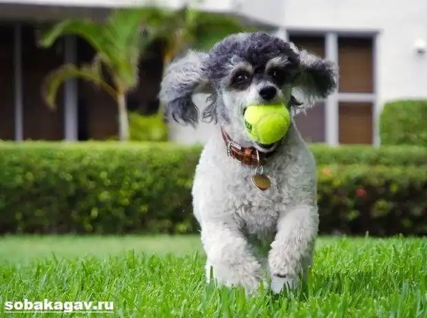 Карликовый пудель собака. Описание, особенности, уход и цена карликового пуделя