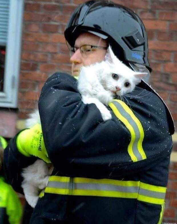 Пожарный в Дании спасает кошку из горящего дома животные, люди