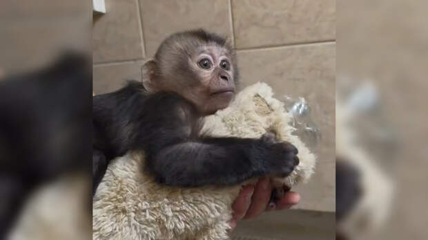 В Ленинградском зоопарке появился свой макака Панч с мягкой игрушкой