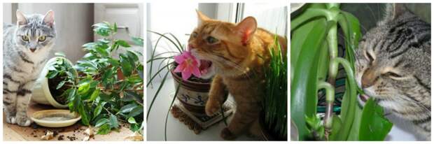 кошка есть цветы