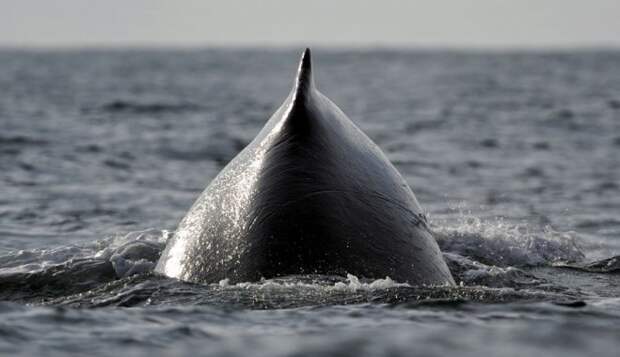 Суровые киты. бессмертных, животных, семь