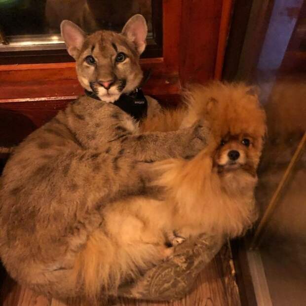 Лондон — очаровательный котенок пумы, который живет в Пермском крае.