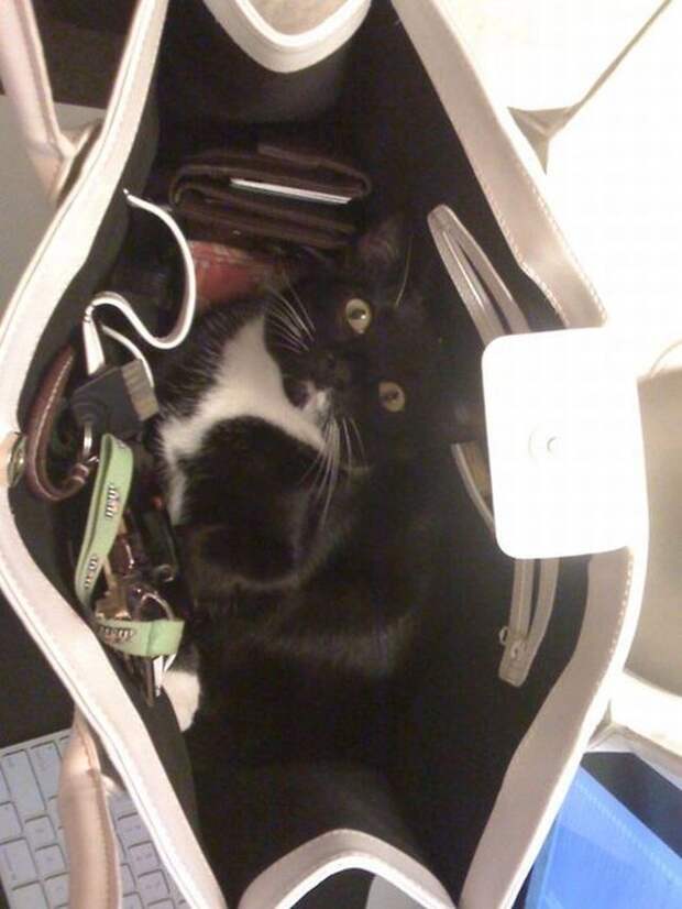 смешные кошки коты, кошки странные места поспать, коты неподходящие места прилечь, кошки выбирают место