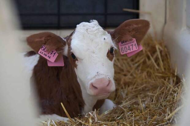 Пять столпов продовольственной безопасности России