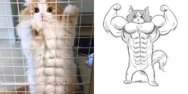 Альфа котец