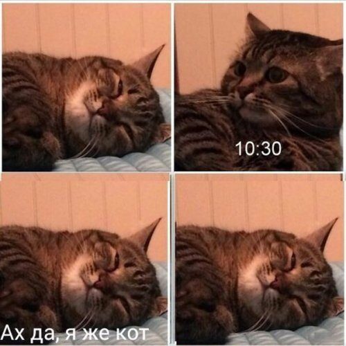 Юмор в картинках