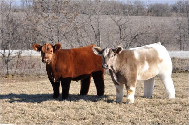 Пушистые коровы cows 007 Плюшевые красавицы коровы из Айовы