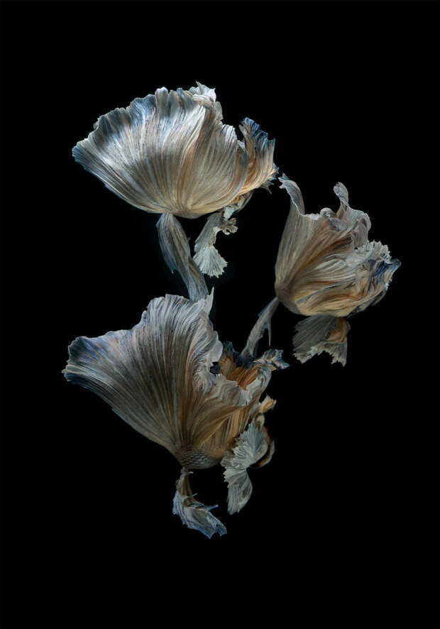 The Elegant And Fantastic Poses Of Aquarium Fish Captured By A Thai Photographer