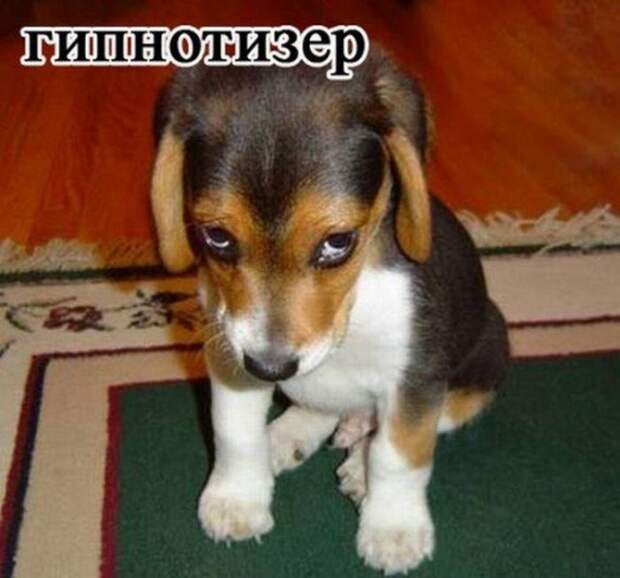Прикольные картинки - Професиии и животные
