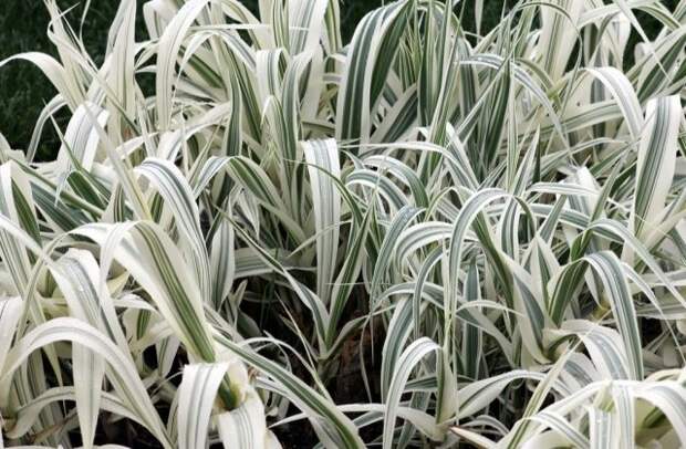 Декоративные злаки для средней полосы – эти растения точно не вымерзнут зимой!