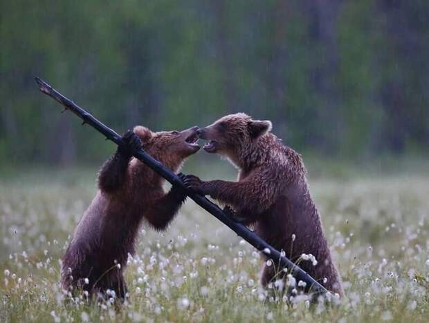 Фотография: Впечатляющие работы фотографа дикой природы Андрея Гудкова №32 - BigPicture.ru