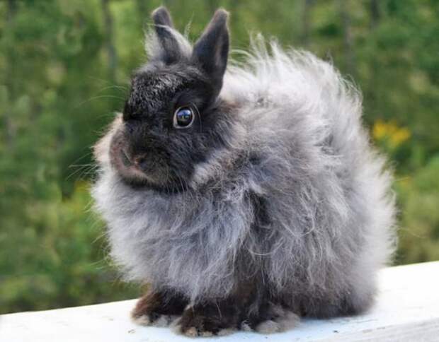 кролик Джерси Вули порода фото