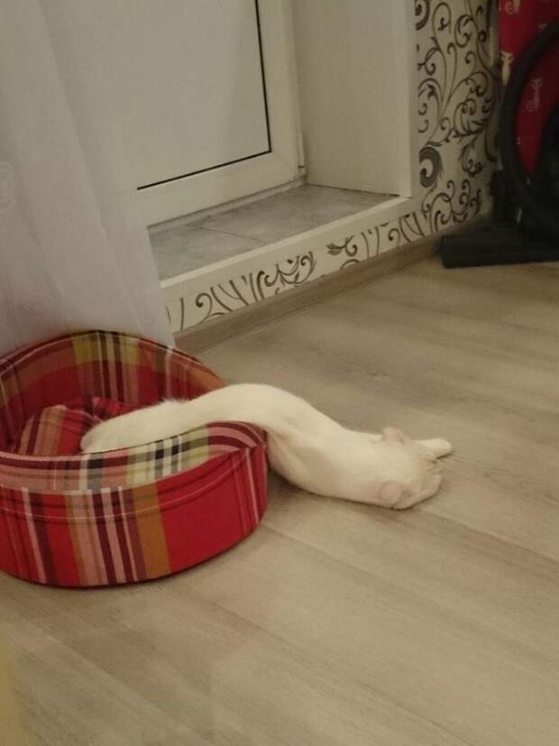 Некоторые животные — это жидкость