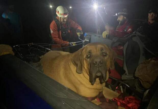 Спасательный отряд спустил с горы пострадавшую собаку