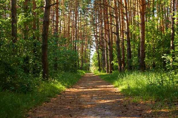 Что нельзя делать в немецком лесу?