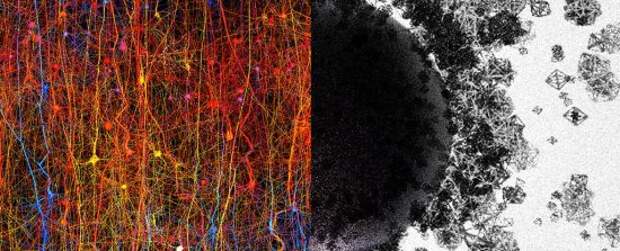 Концептуальная иллюстрация сетей мозга (l) и топологии ®, любезно предоставленная проектом Blue Brain.