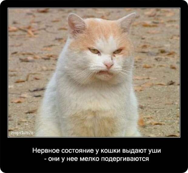 Факты о кошках в картинках