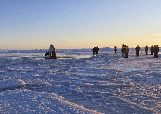 Canada-Trapped Killer Whales