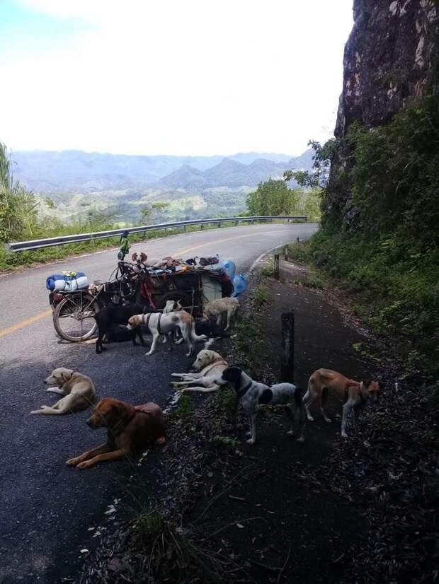 49-летний мужик 5 лет колесит по Мексике, спасая бездомных собак
