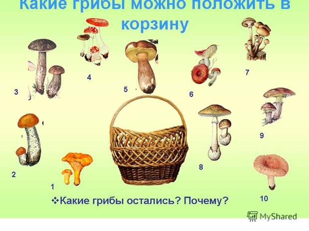 Не заламывай рябину Не заламывай рябину
