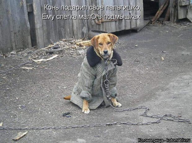 kotomatritsa_4A (700x524, 338Kb)