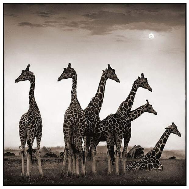 фотографии африки. Nick Brandt