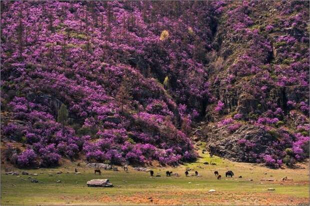 Маральник - вечнозеленый кустарник (рододендрон Ледебура), также называемый багульником или, иногда, «сибирской сакурой» великоление, красота, природа, путешествия, цветочные туры