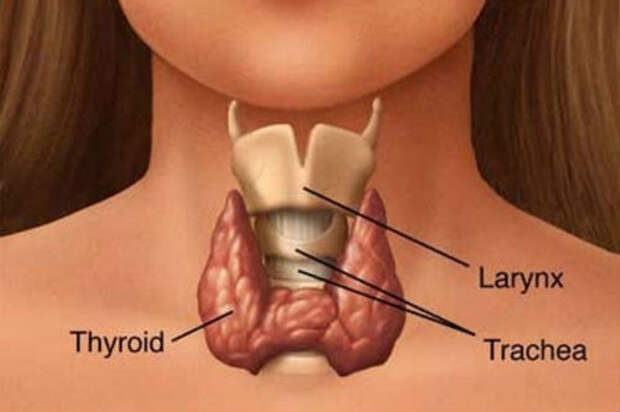 Тироксин - гормон щитовидной железы